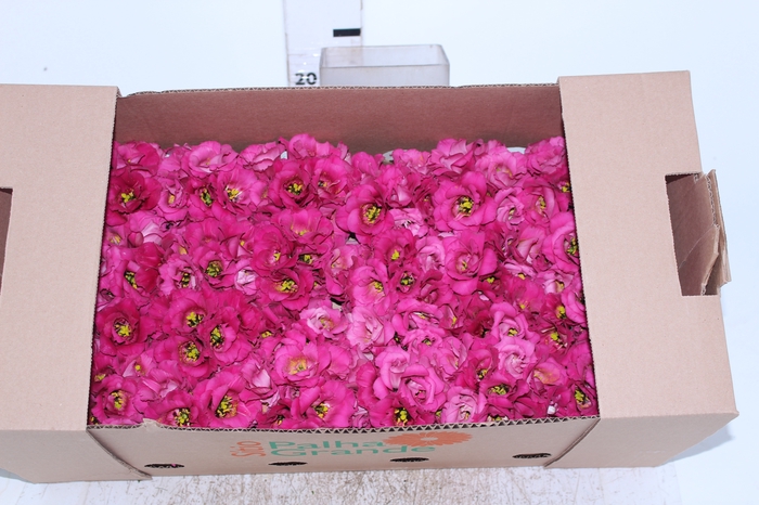 BUQUE LISIANTHUS ROSITA III RED VERMELHO