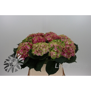 Hydrangea mag amethyst