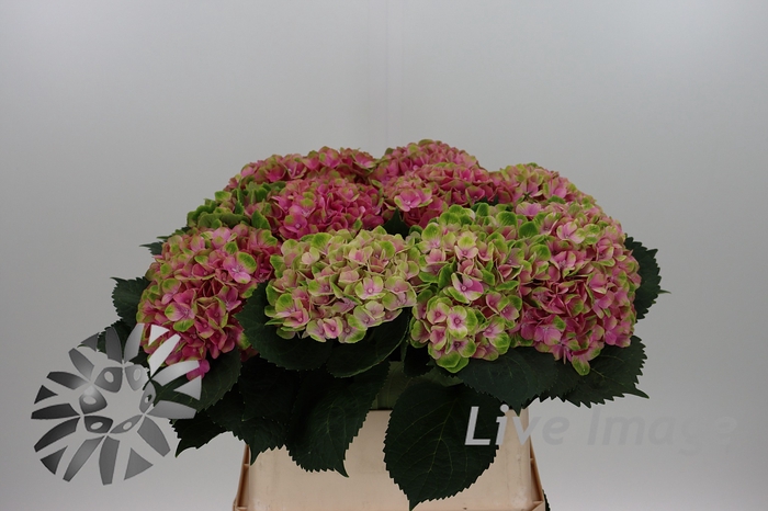 <h4>Hydrangea mag amethyst</h4>