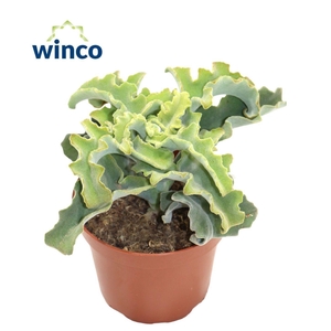 KALANCHOE OV