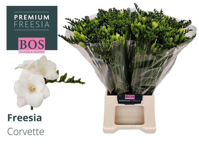 <h4>FR EN CORVETTE</h4>