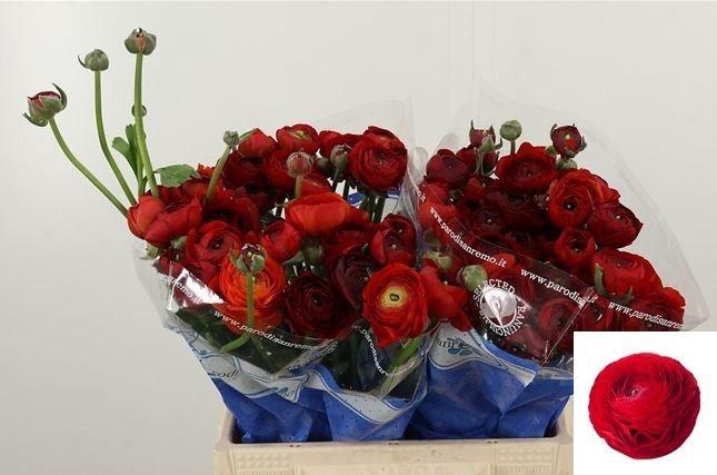 <h4>RAN SU TANGO</h4>