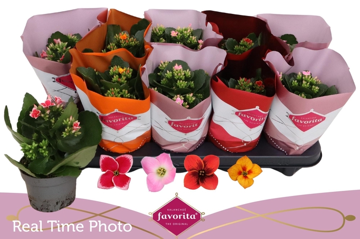 <h4>KAL EN GEM 4 KL</h4>