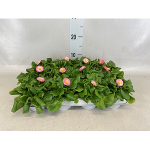 Bellis perennis 'Belladaisy Rose'