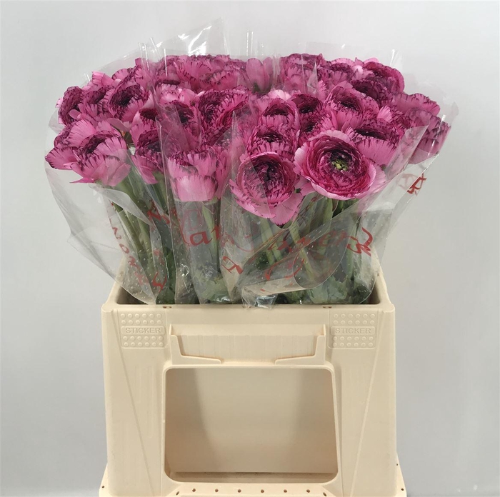 <h4>Ran Suc 1st Capp 751 Rosa/viola</h4>