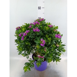 Polygala myrtifolia