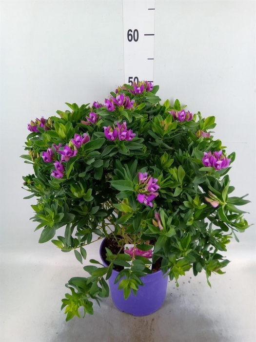 <h4>Polygala myrtifolia</h4>