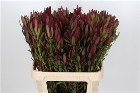 <h4>Leucad Saf Sunset</h4>