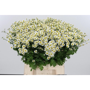 Tanacetum Pa Single Vegmo