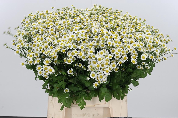 <h4>Tanacetum Pa Single Vegmo</h4>