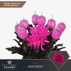 Chr G Antonov Erica FC577