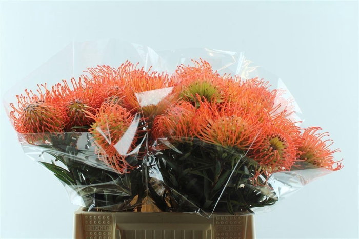 <h4>Leuco Co Succession</h4>