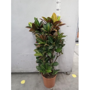 Codiaeum var. KL 'Mrs Iceton'