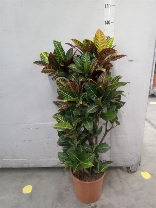 <h4>Codiaeum var. KL 'Mrs Iceton'</h4>