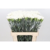 Dianthus St Holly (import) Col.