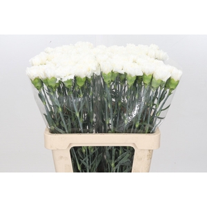 Dianthus St Holly