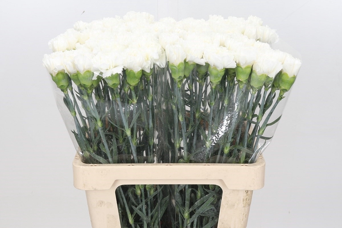 Dianthus St Holly (import) Col.