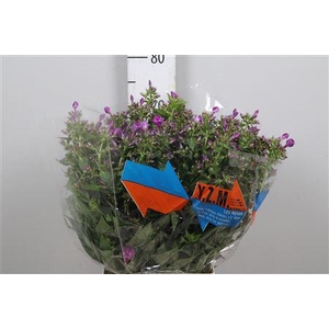 Phlox P Sky Eyes
