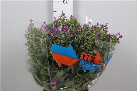 <h4>Phlox P Sky Eyes</h4>