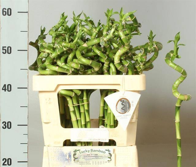 <h4>Drac Bamboo Spiraal 50 Cm</h4>