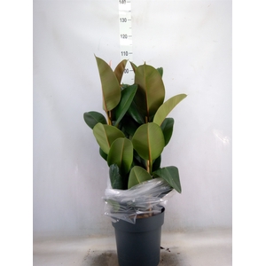 Ficus elastica 'Robusta'