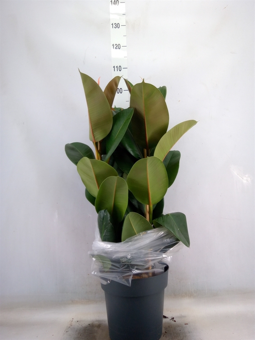<h4>Ficus elastica 'Robusta'</h4>