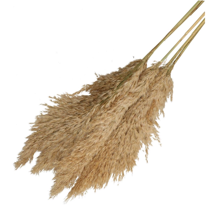 <h4>Droogbloem Pampas 100cm x5</h4>