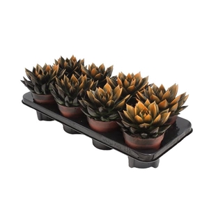 Echeveria Bicolor Black/Orange