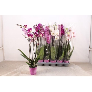 PHAL GEM 5 KL