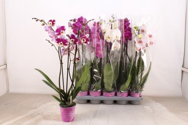 <h4>PHAL GEM 5 KL</h4>