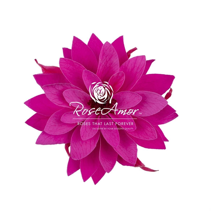 <h4>Dalia Pin07</h4>