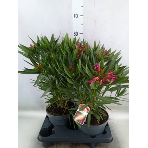 Nerium oleander   ...