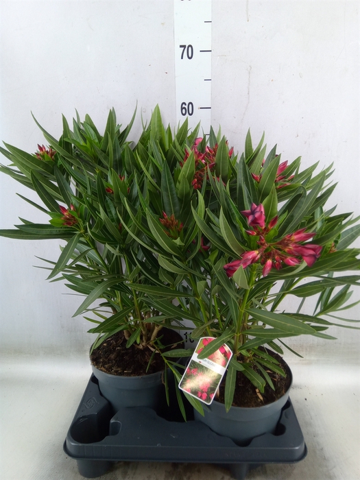 <h4>Nerium oleander   ...</h4>