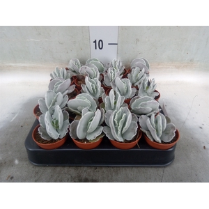 Cotyledon undulata