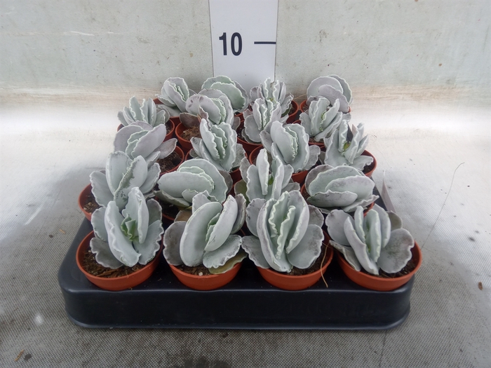 <h4>Cotyledon undulata</h4>