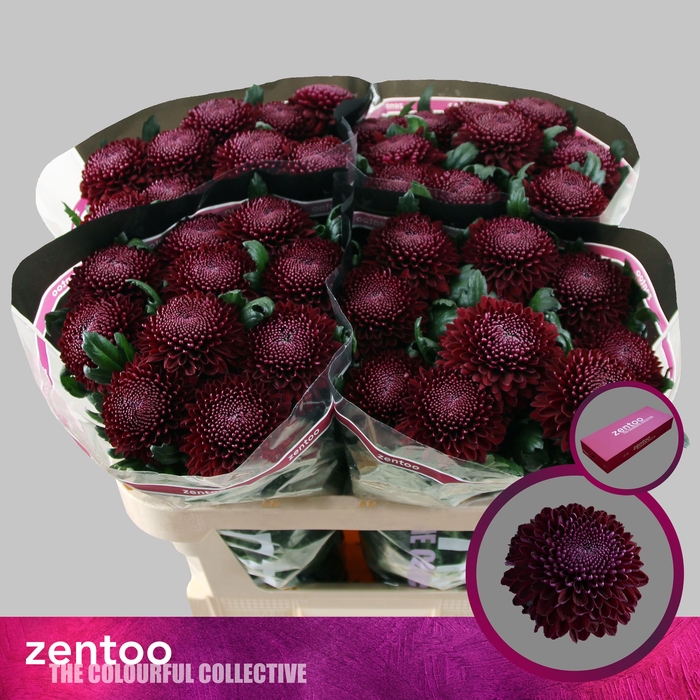 <h4>CHR G POKER</h4>