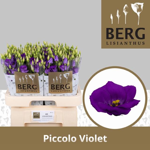 <h4>EUS E PICCO VIOLET</h4>