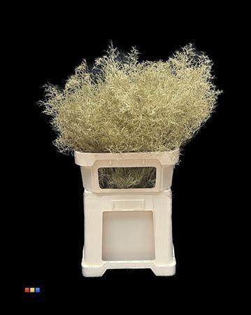 <h4>Limonium Gold</h4>