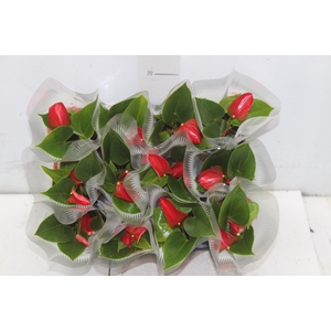 ANTHURIUM P06 VERMELHO