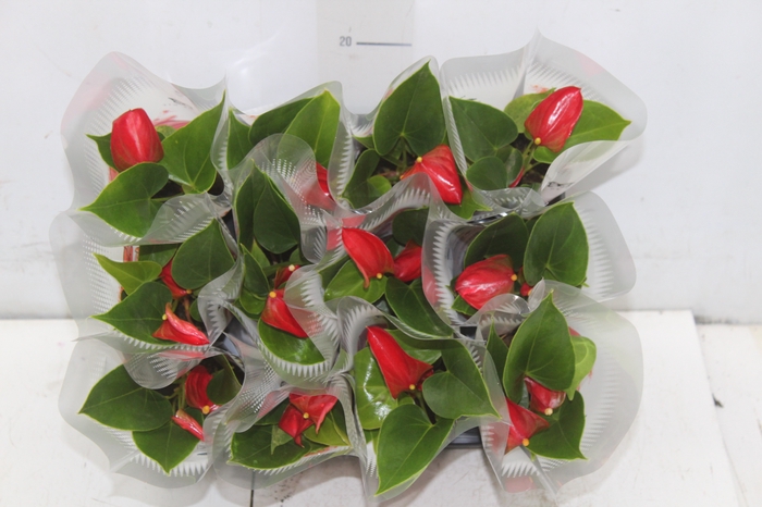 <h4>ANTHURIUM P06 VERMELHO</h4>