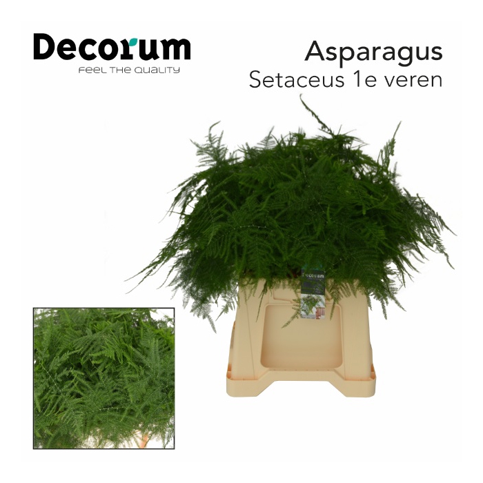 <h4>ASPARAGUS SETACEUS</h4>