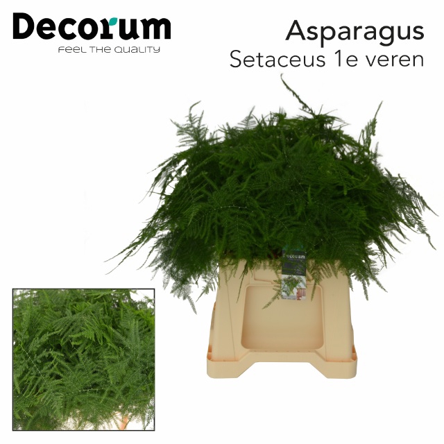 <h4>ASPARAGUS SETACEUS</h4>