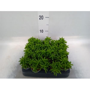 Peperomia