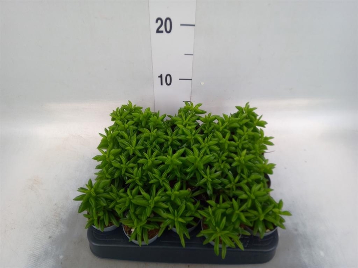 <h4>Peperomia</h4>