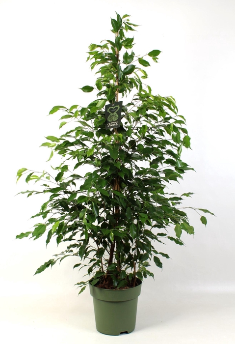<h4>Ficus Exotica</h4>