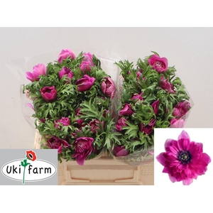 ANEM CO LEVAN FUCSIA