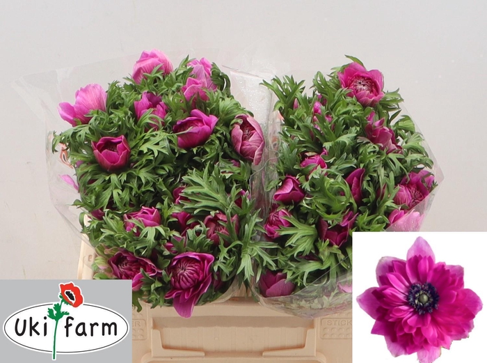 <h4>ANEM CO LEVAN FUCSIA</h4>