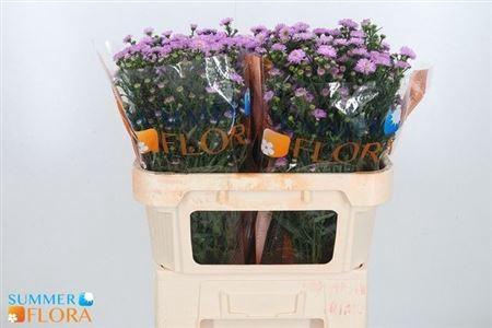 <h4>Ast Painted Lady</h4>