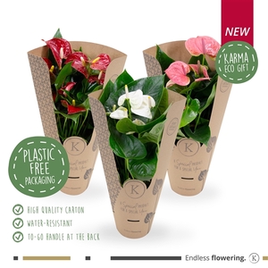 Anthurium - KARMA Grootbloeming Mix | 12cm | ECOGIFT cover