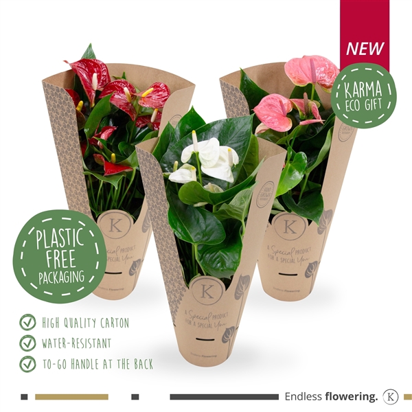 <h4>Anthurium - KARMA Grootbloeming Mix | 12cm | ECOGIFT cover</h4>